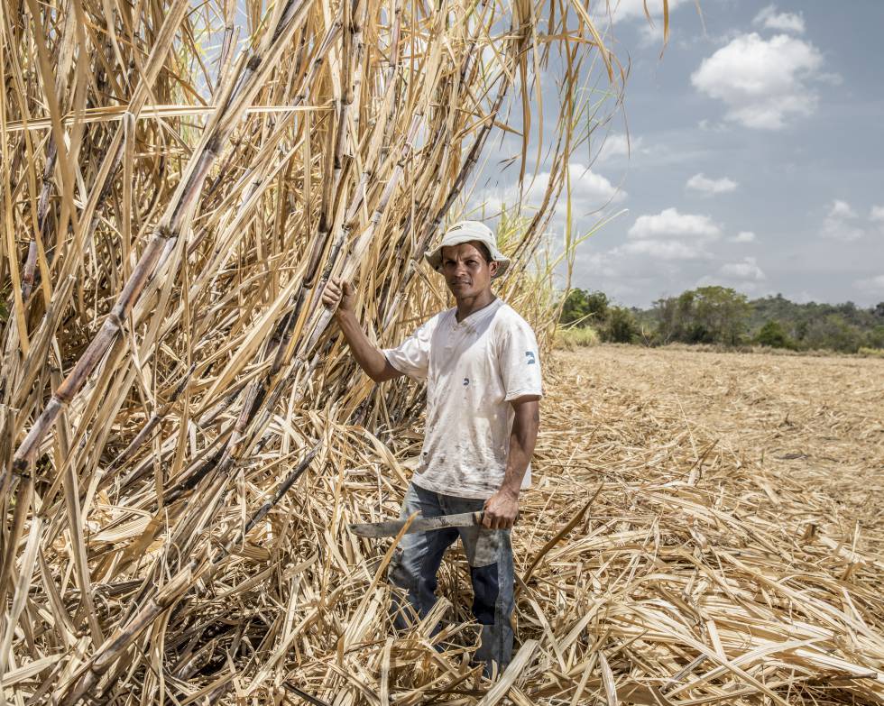 João Carlos Coelho Cardoso en una de sus plantaciones