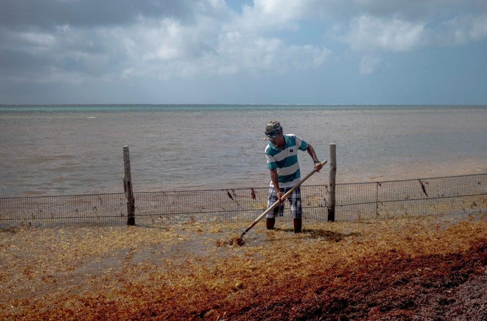 El sargazo ayuda en la búsqueda de droga